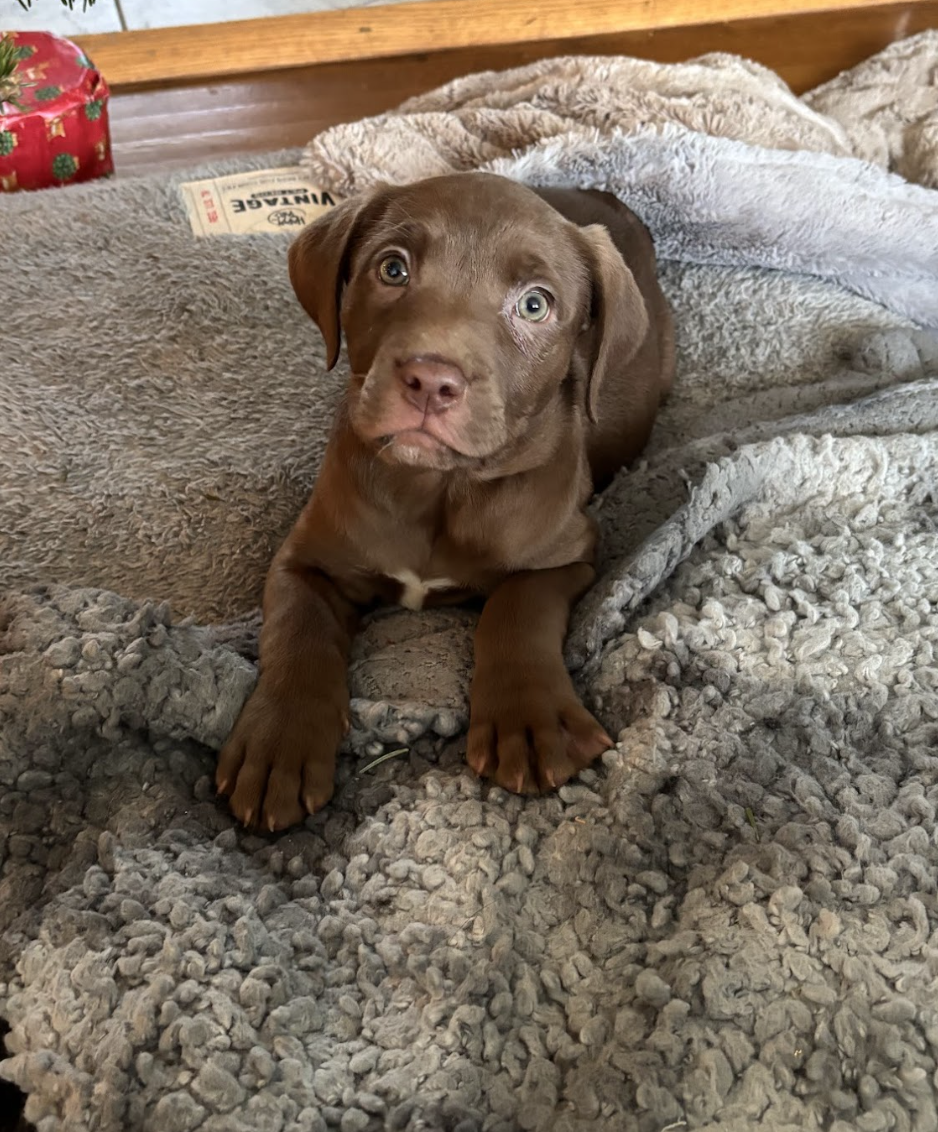 Screenshot 2025-12-31 at 1.28.08 PM.png