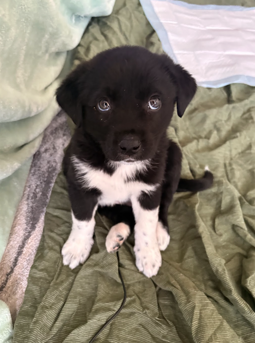 Screenshot 2026-04-13 at 2.39.36 PM.png