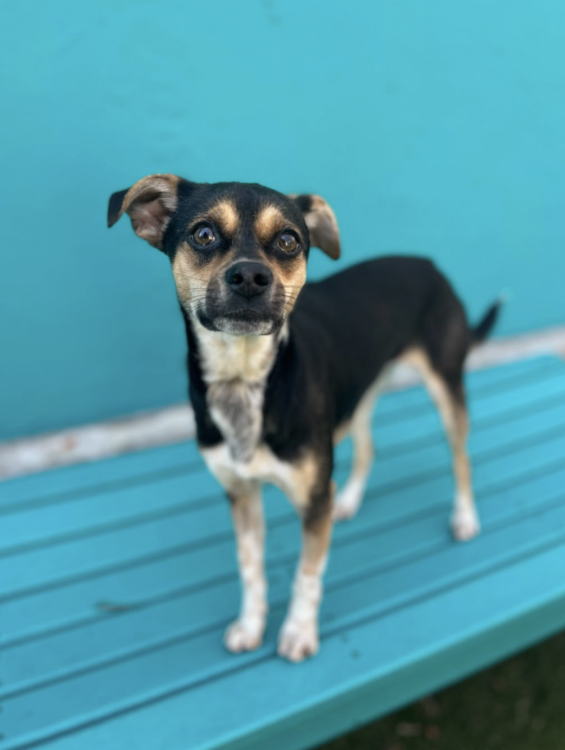 Screenshot 2026-02-12 at 1.44.27 PM.png