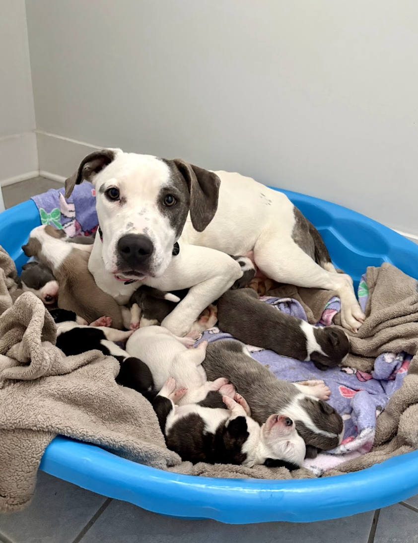 Screenshot 2026-04-14 at 6.20.42 PM.png