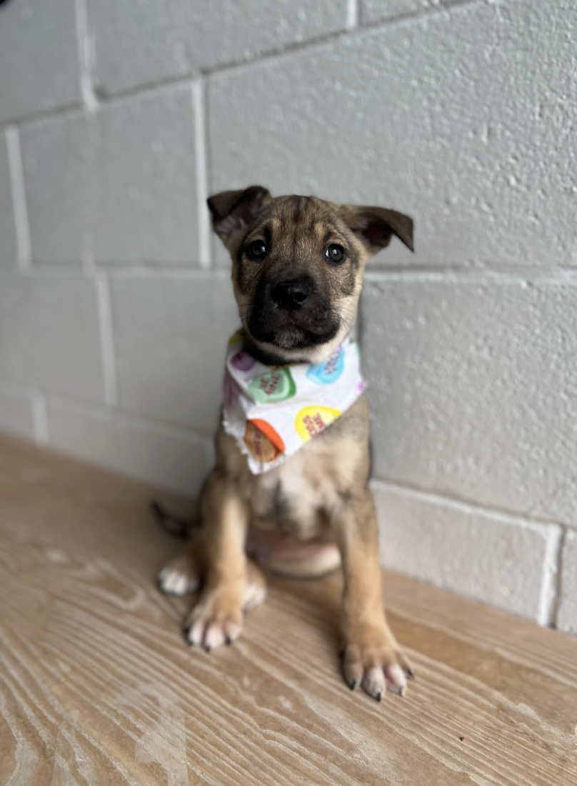 Screenshot 2026-01-30 at 8.06.43 PM.png