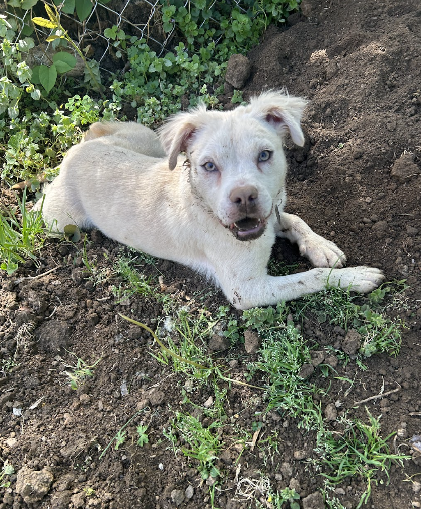 Screenshot 2026-04-08 at 3.37.18 PM.png