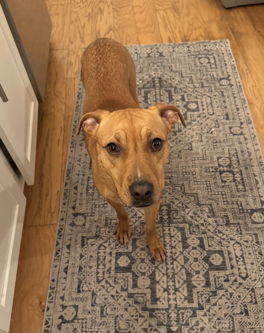 Screenshot 2026-02-27 at 2.06.47 PM.png