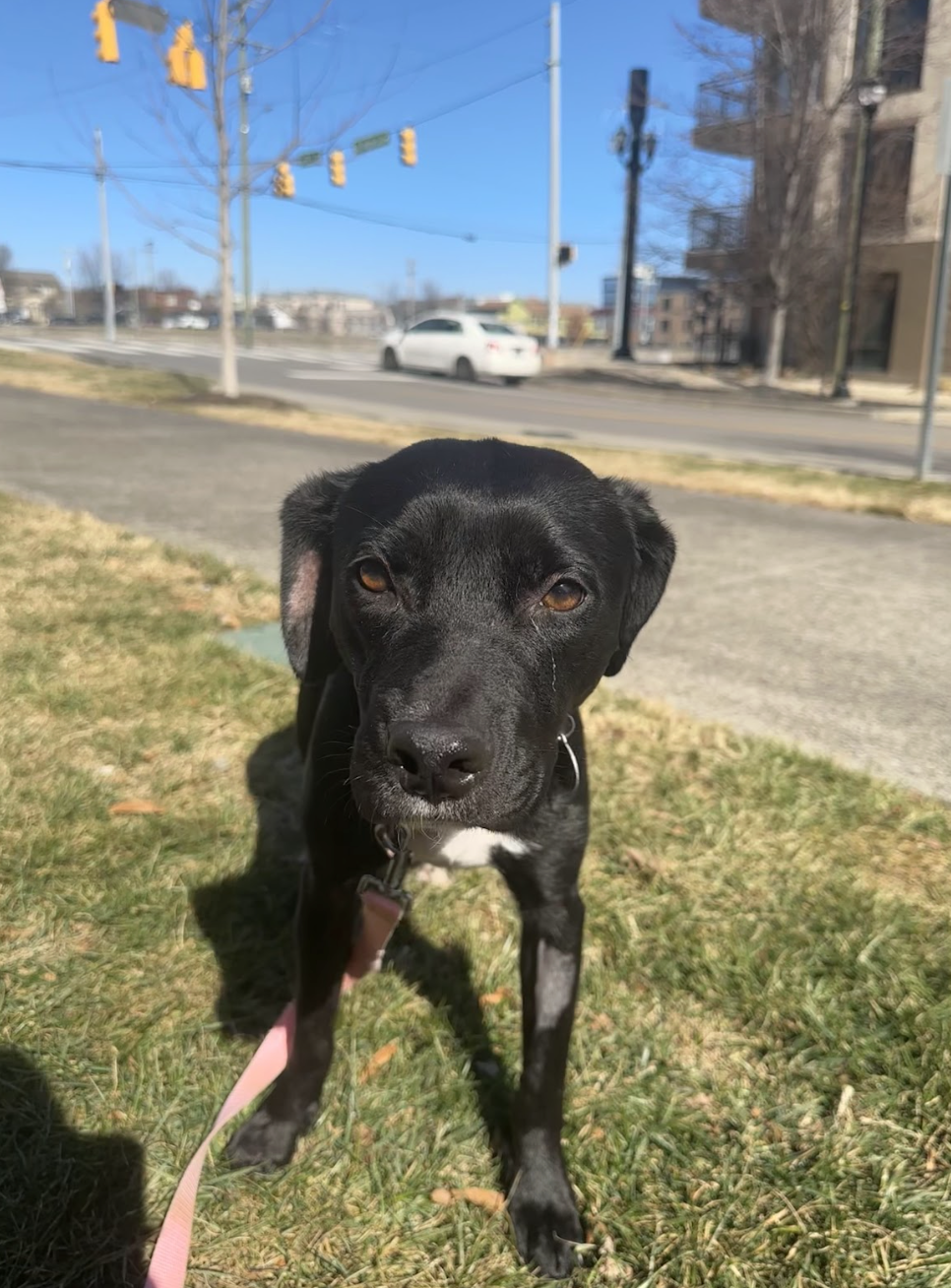 Screenshot 2026-02-16 at 6.20.39 PM.png