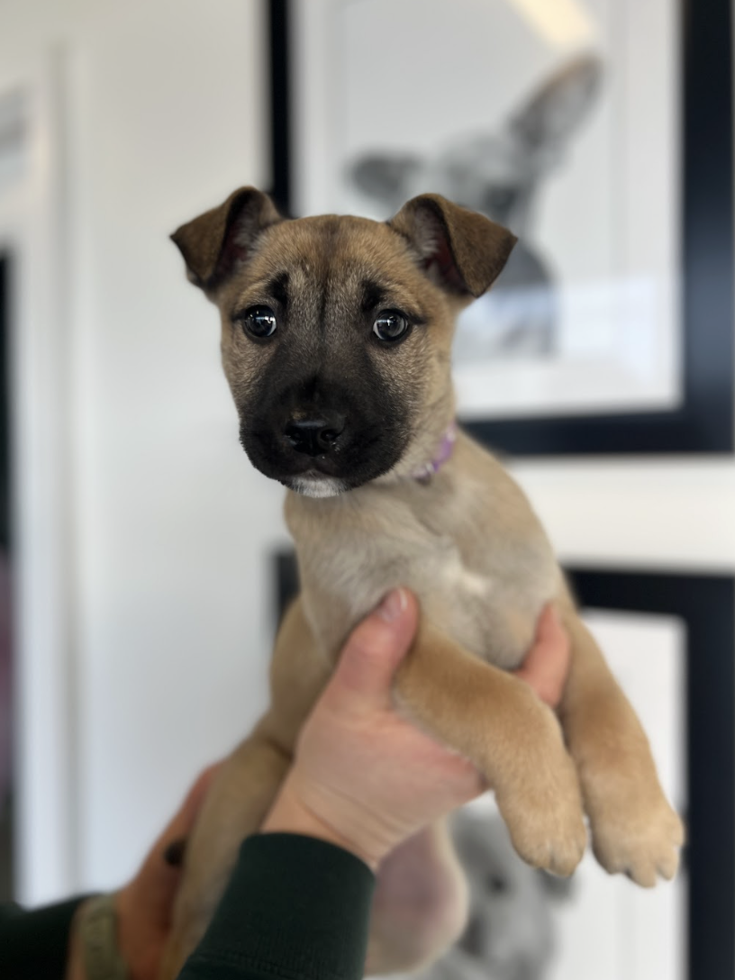 Screenshot 2026-01-30 at 8.09.32 PM.png