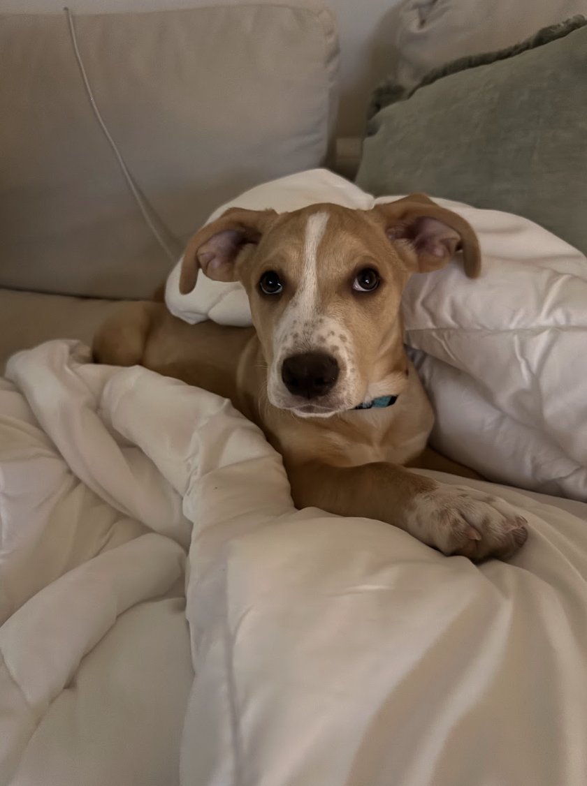 Screenshot 2026-02-13 at 1.15.11 PM.png