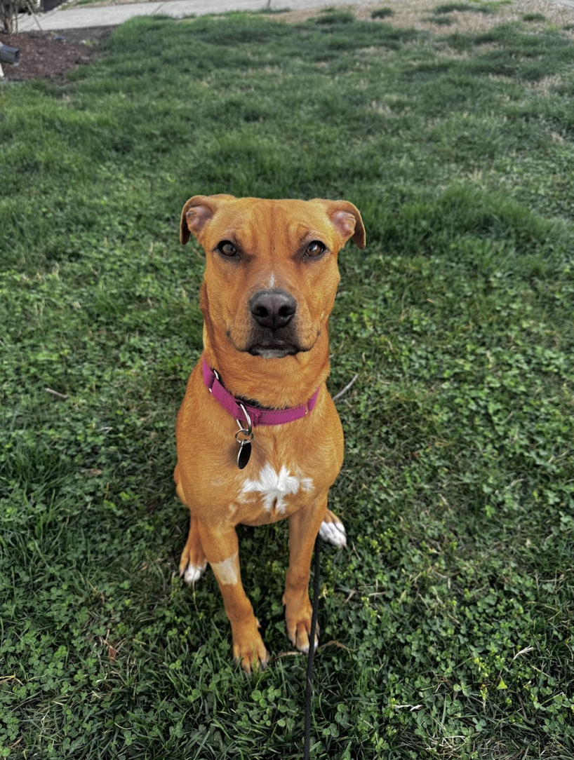 Screenshot 2026-04-22 at 5.26.03 PM.png