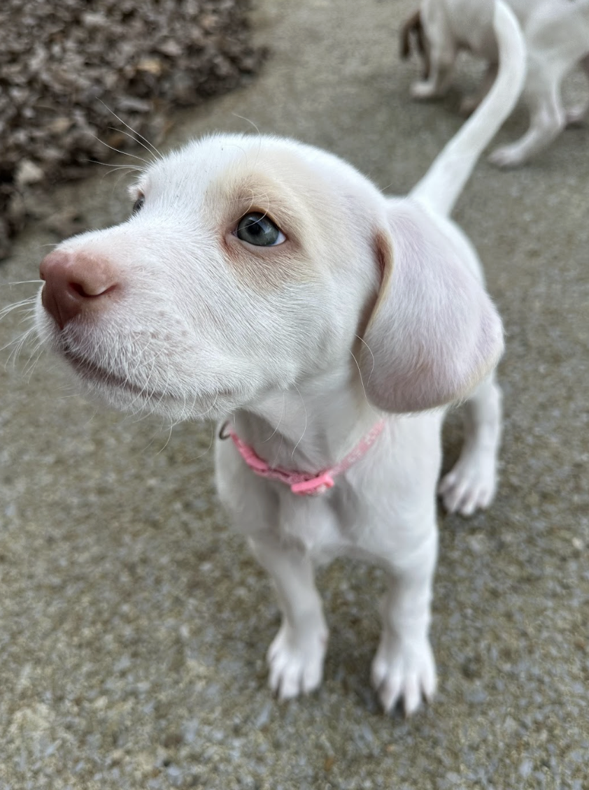 Screenshot 2026-03-10 at 8.52.57 PM.png