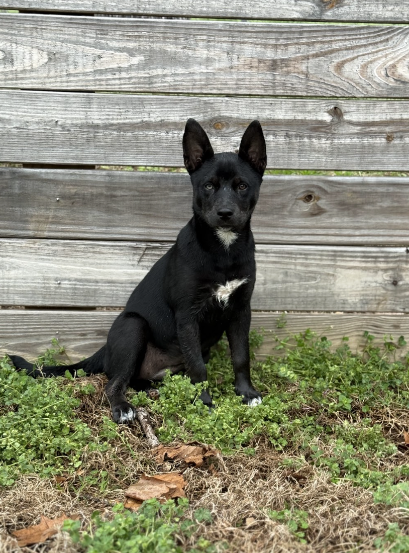 Screenshot 2026-03-12 at 3.33.34 PM.png