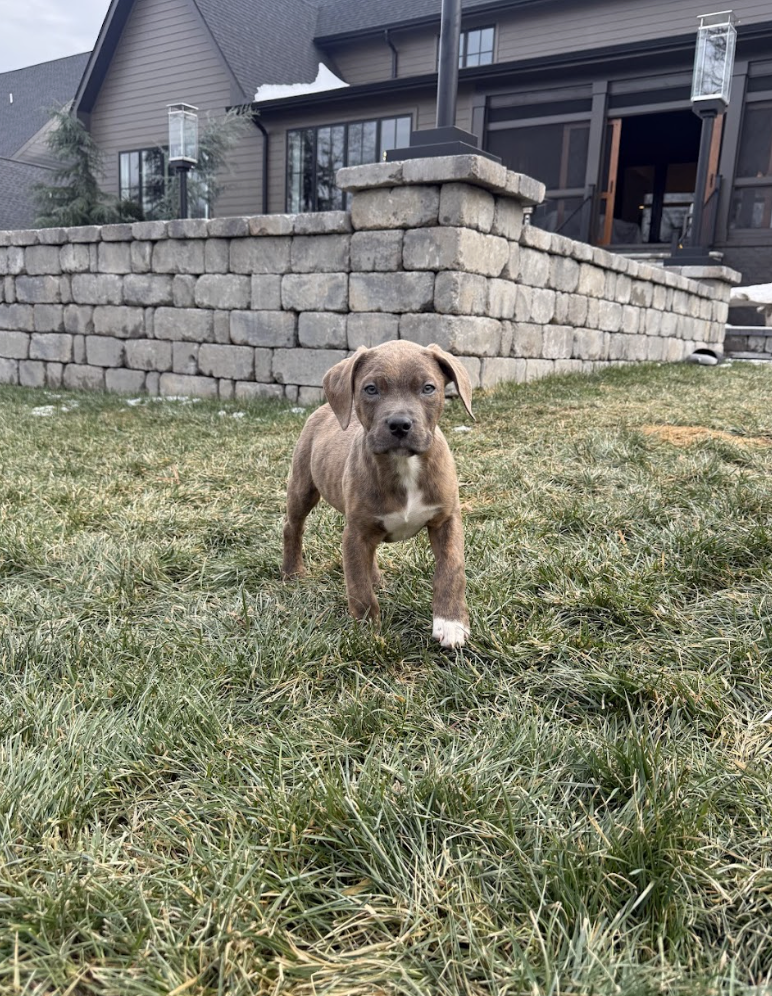 Screenshot 2026-02-06 at 12.08.20 PM.png