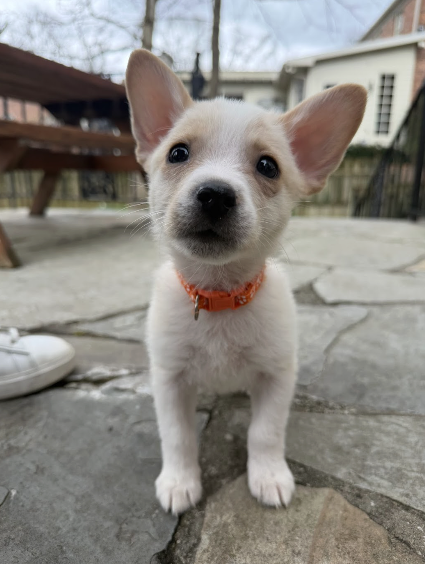 Screenshot 2026-03-20 at 3.03.15 PM.png