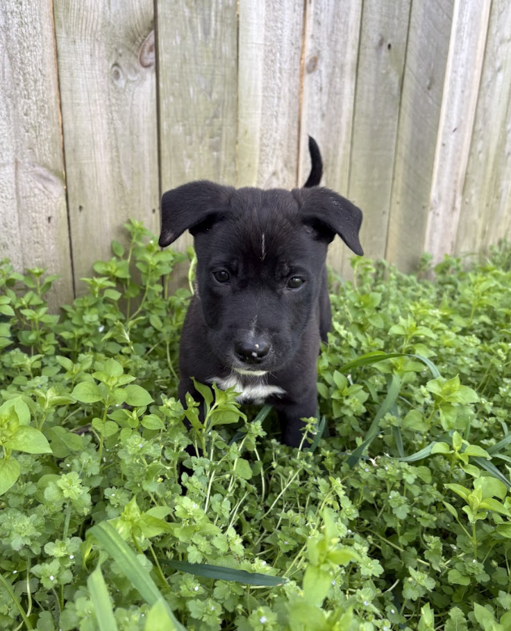 Screenshot 2026-03-20 at 2.56.20 PM.png