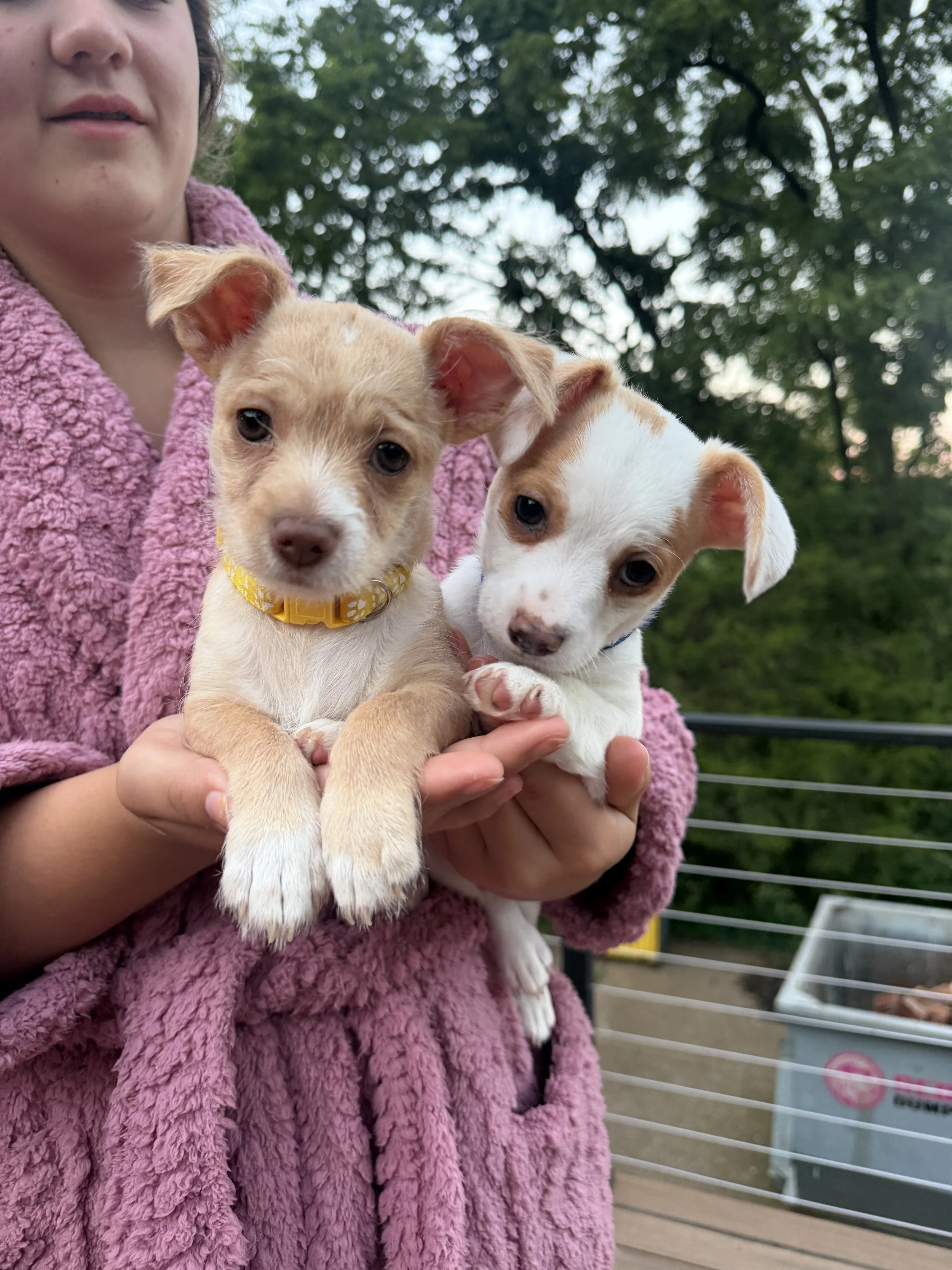 ROLO & RAZZLES.jpg