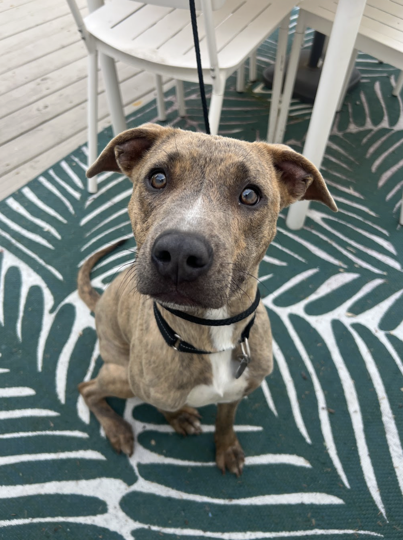 Screenshot 2026-03-26 at 3.08.19 PM.png