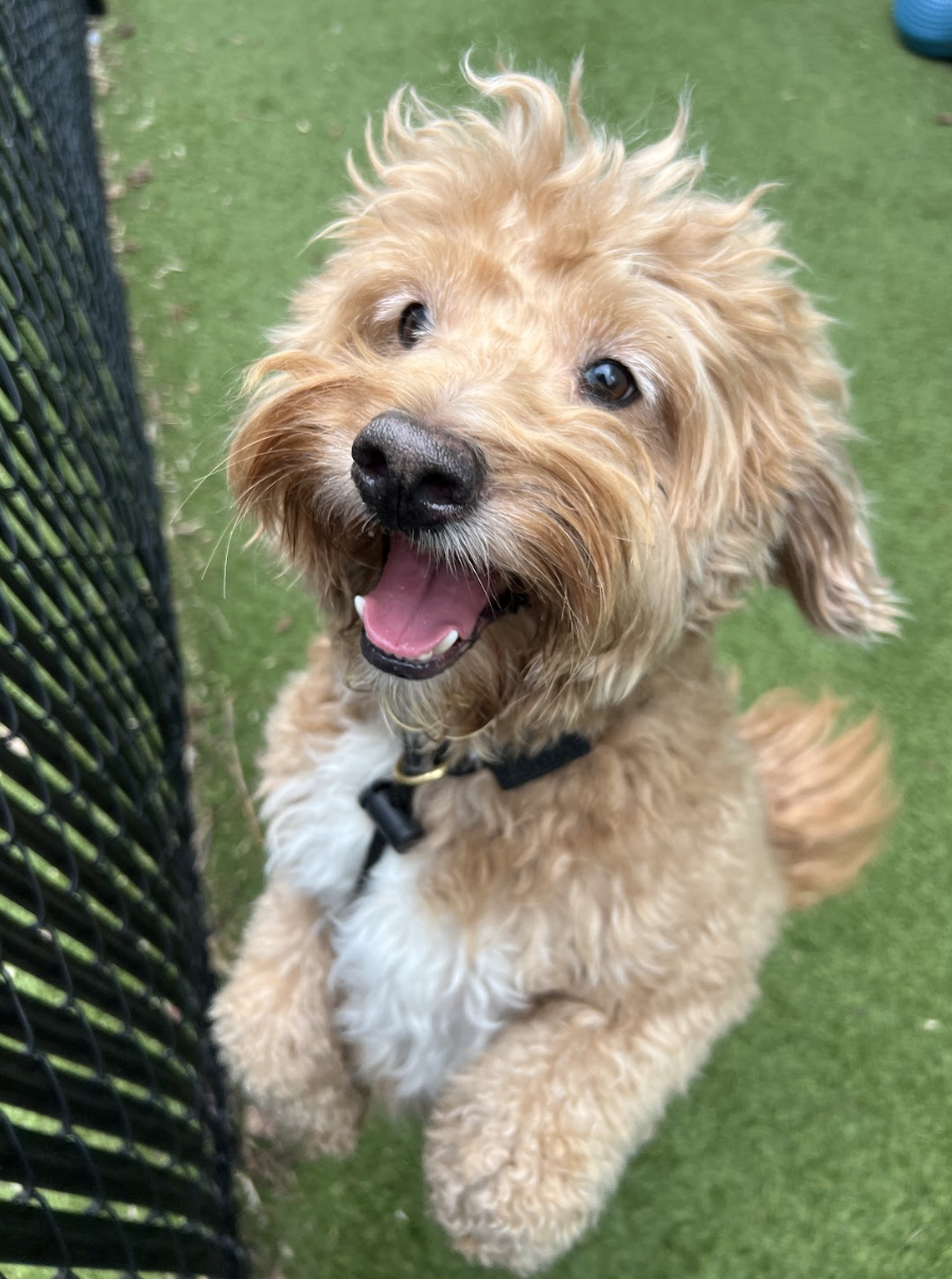 Screenshot 2026-02-27 at 12.40.52 PM.png