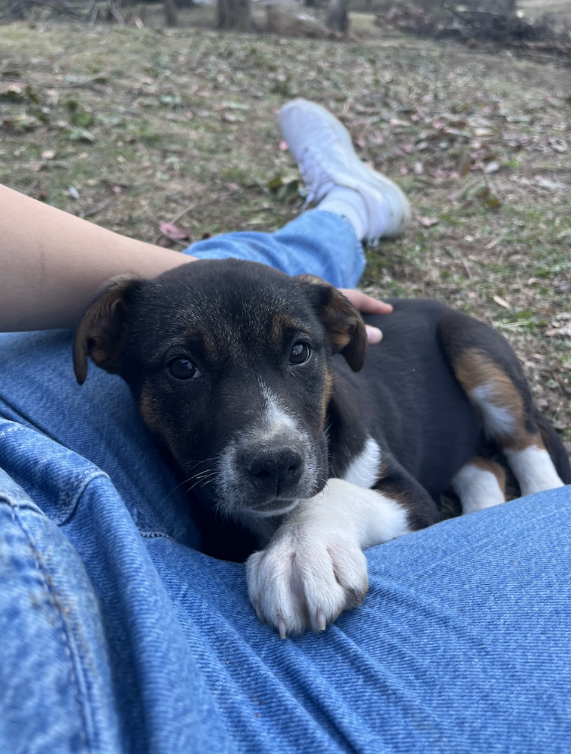 Screenshot 2026-02-13 at 4.59.47 PM.png