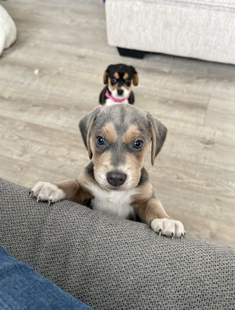 Screenshot 2026-02-24 at 12.33.46 PM.png