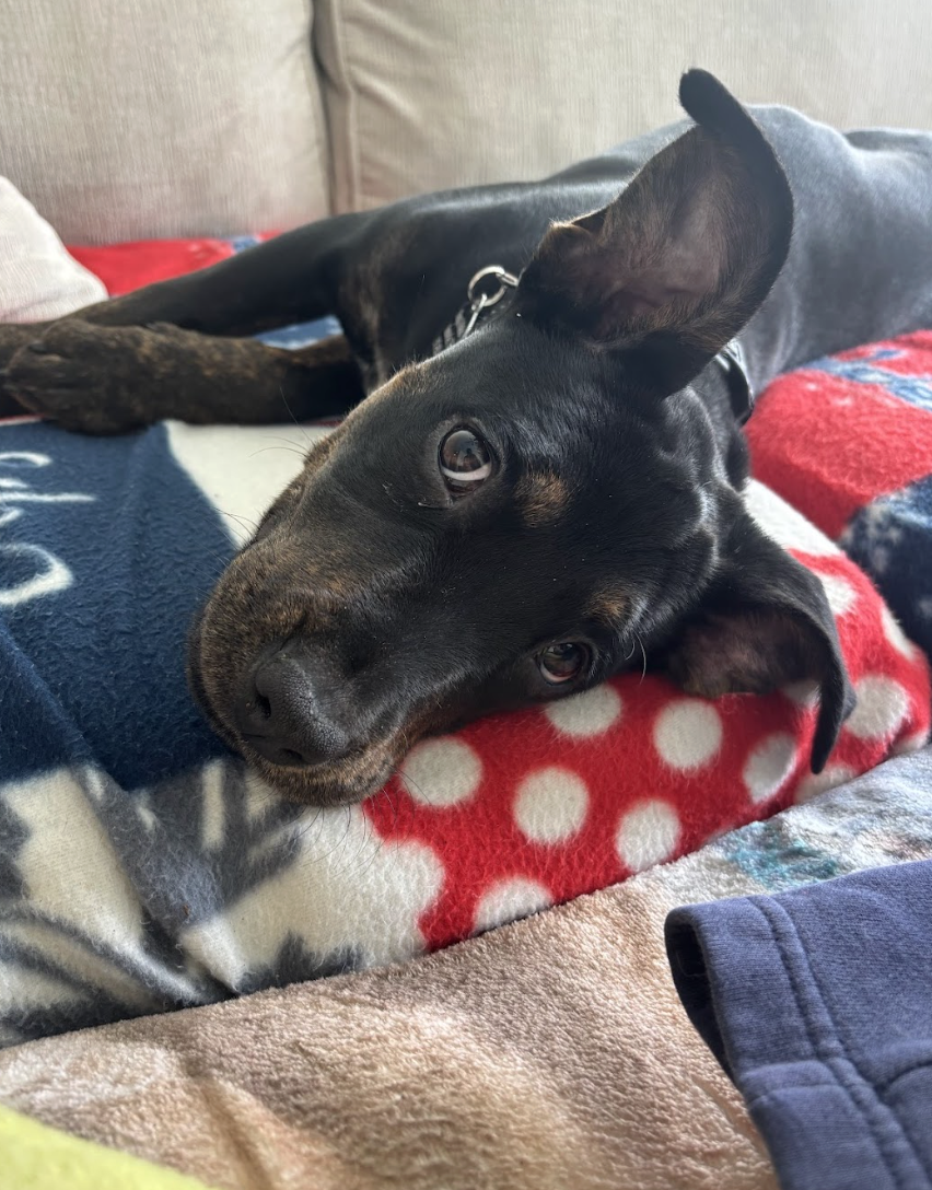 Screenshot 2026-04-03 at 1.09.40 PM.png