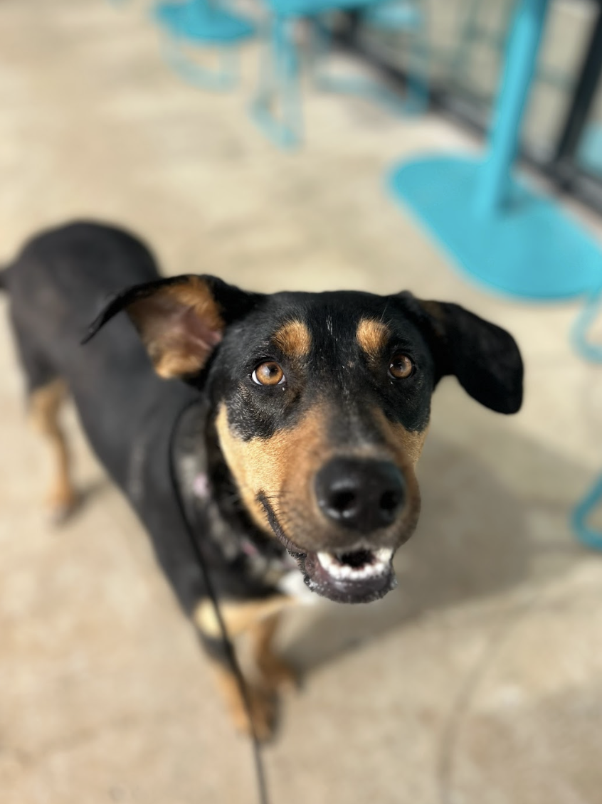 Screenshot 2026-02-17 at 3.38.50 PM.png