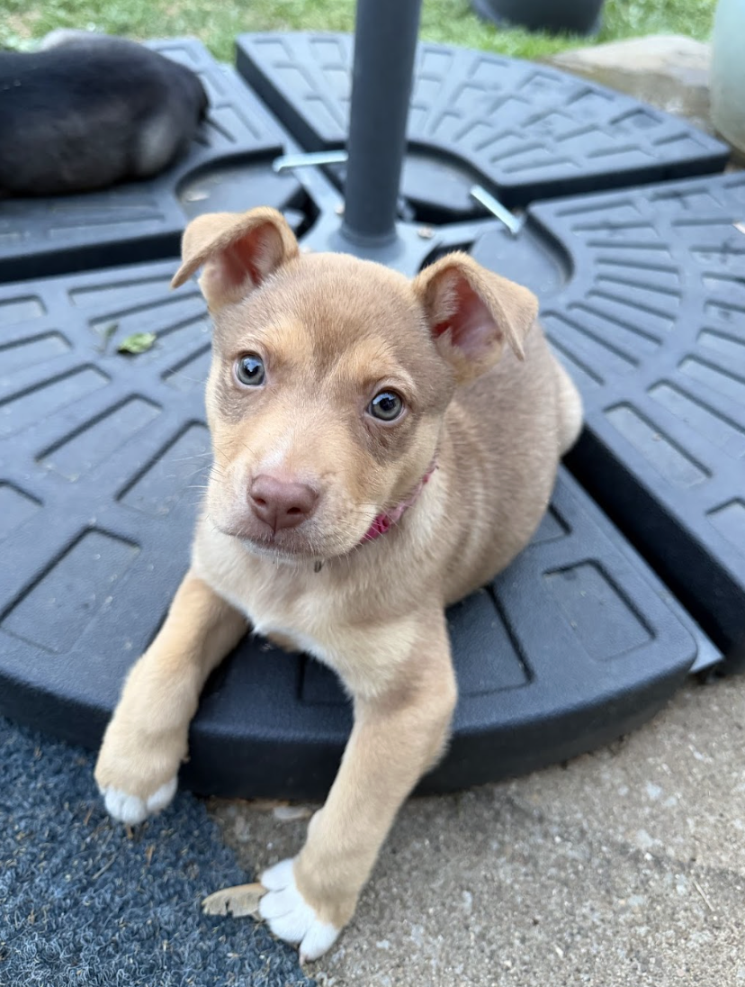 Screenshot 2026-04-07 at 5.11.00 PM.png