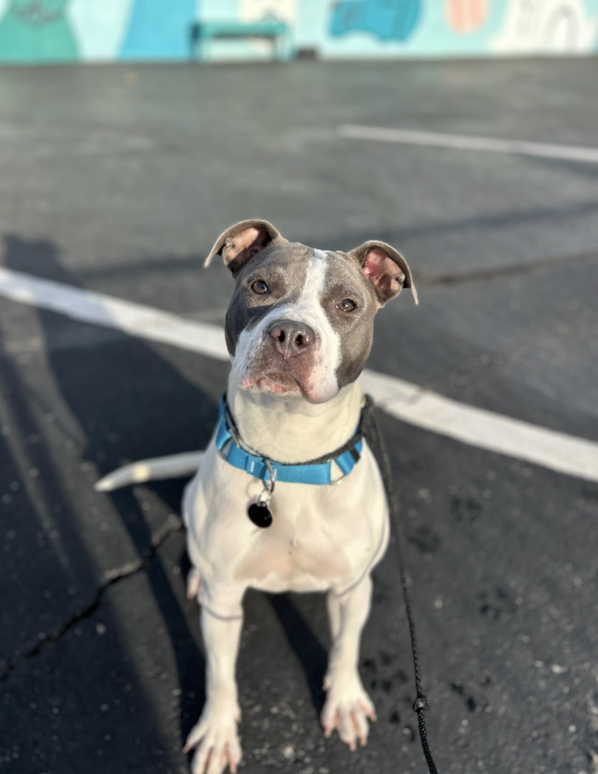 Screenshot 2026-02-25 at 12.55.42 PM.png