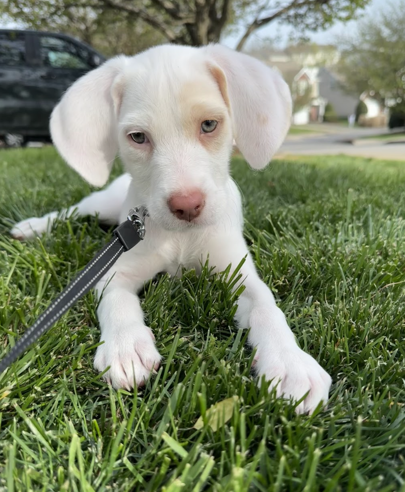 Screenshot 2026-04-03 at 2.33.33 PM.png