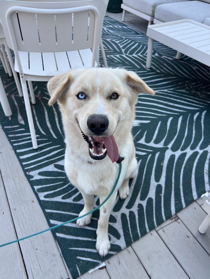 Screenshot 2026-02-27 at 4.41.31 PM.png