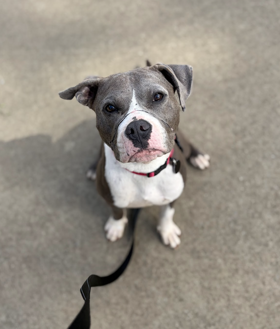 Screenshot 2026-04-20 at 1.20.33 PM.png