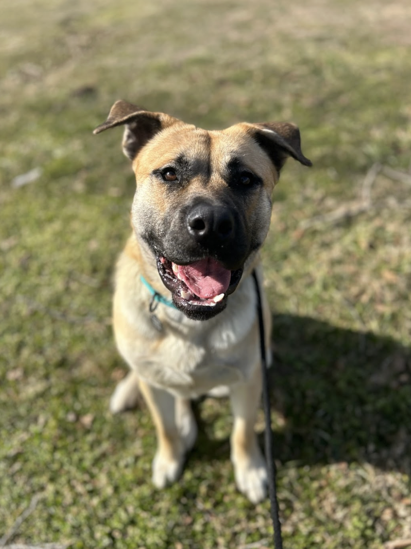 Screenshot 2026-02-12 at 4.46.46 PM.png