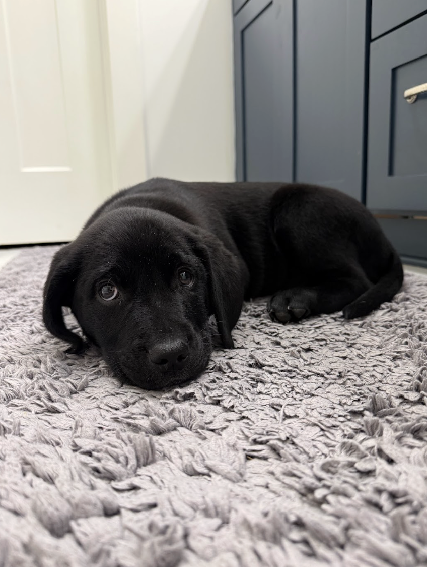 Screenshot 2026-02-13 at 4.51.10 PM.png