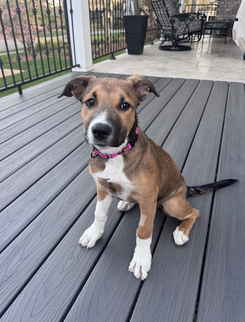 Screenshot 2026-04-03 at 2.12.04 PM.png