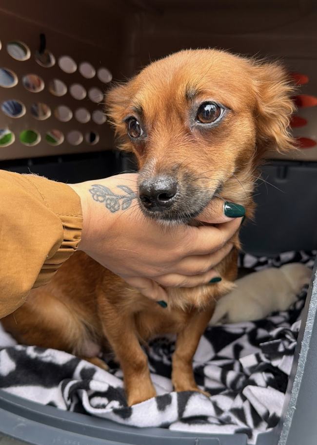 Screenshot 2026-02-17 at 3.35.07 PM.png