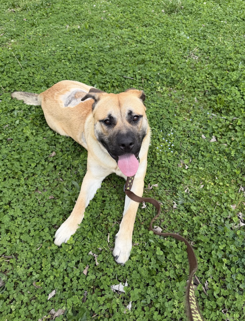 Screenshot 2026-04-22 at 3.12.26 PM.png