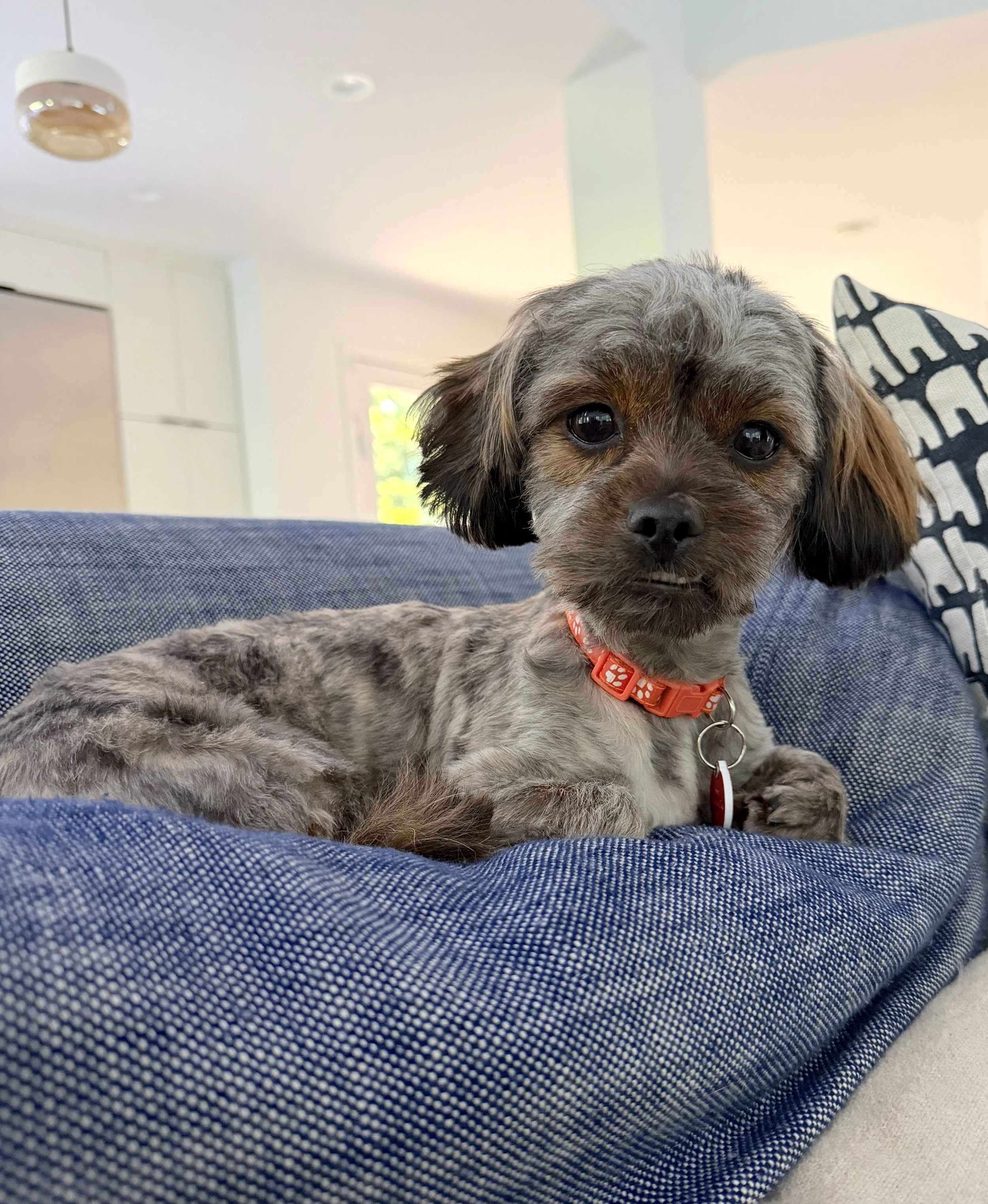 Widget