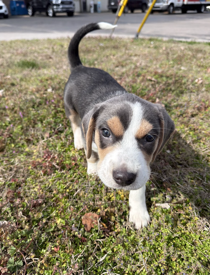Cricket, the Garden Litter