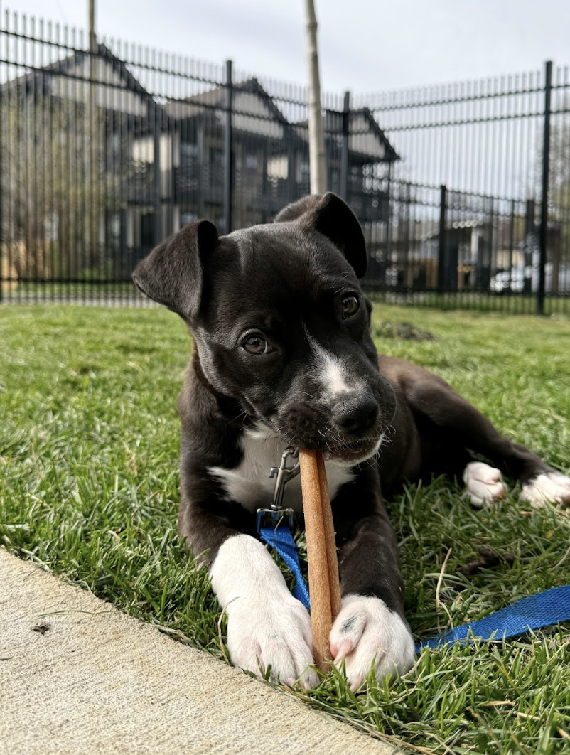 Screenshot 2026-04-03 at 1.22.18 PM.png