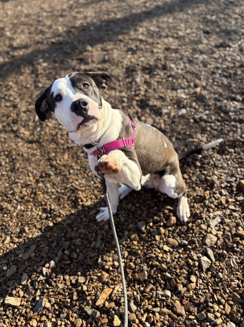 Screenshot 2026-04-21 at 5.31.20 PM.png