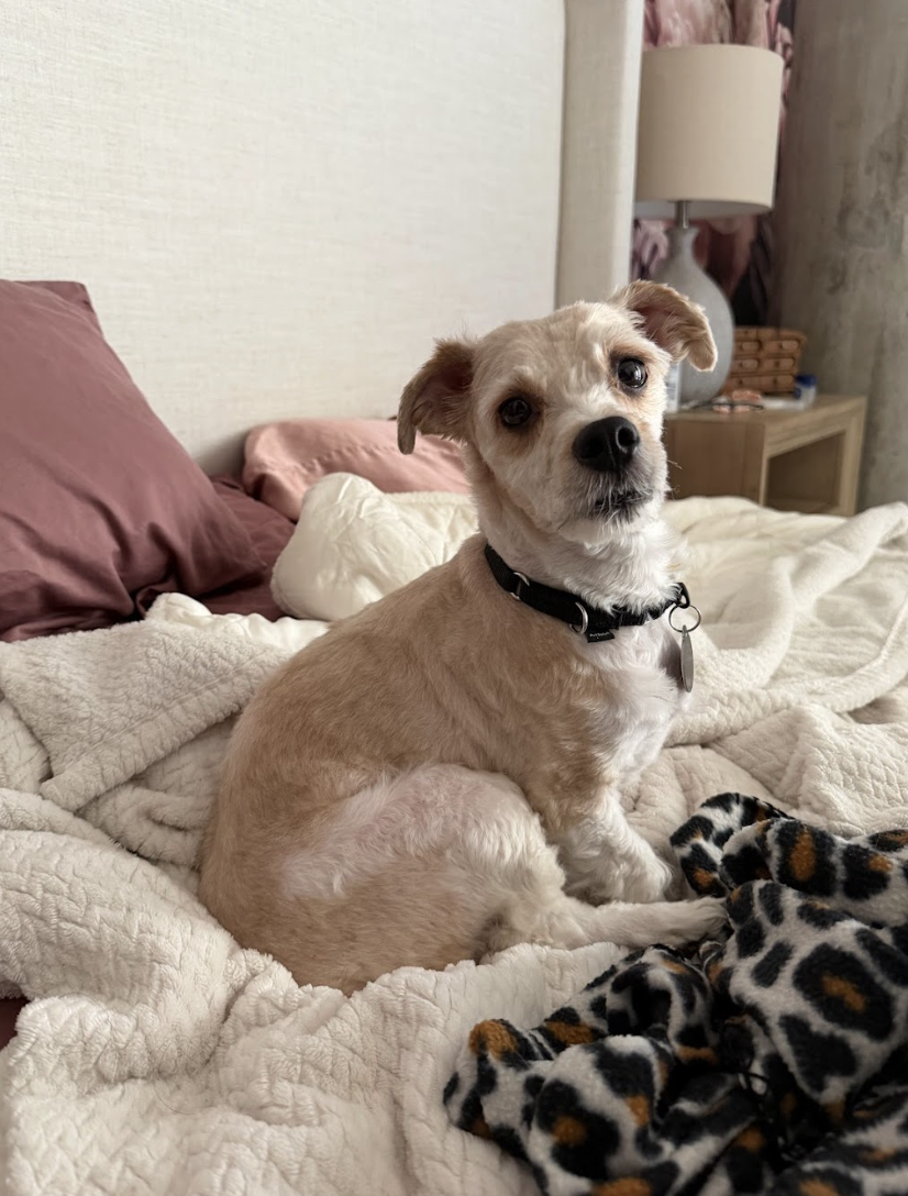 Screenshot 2026-04-16 at 7.08.28 PM.png