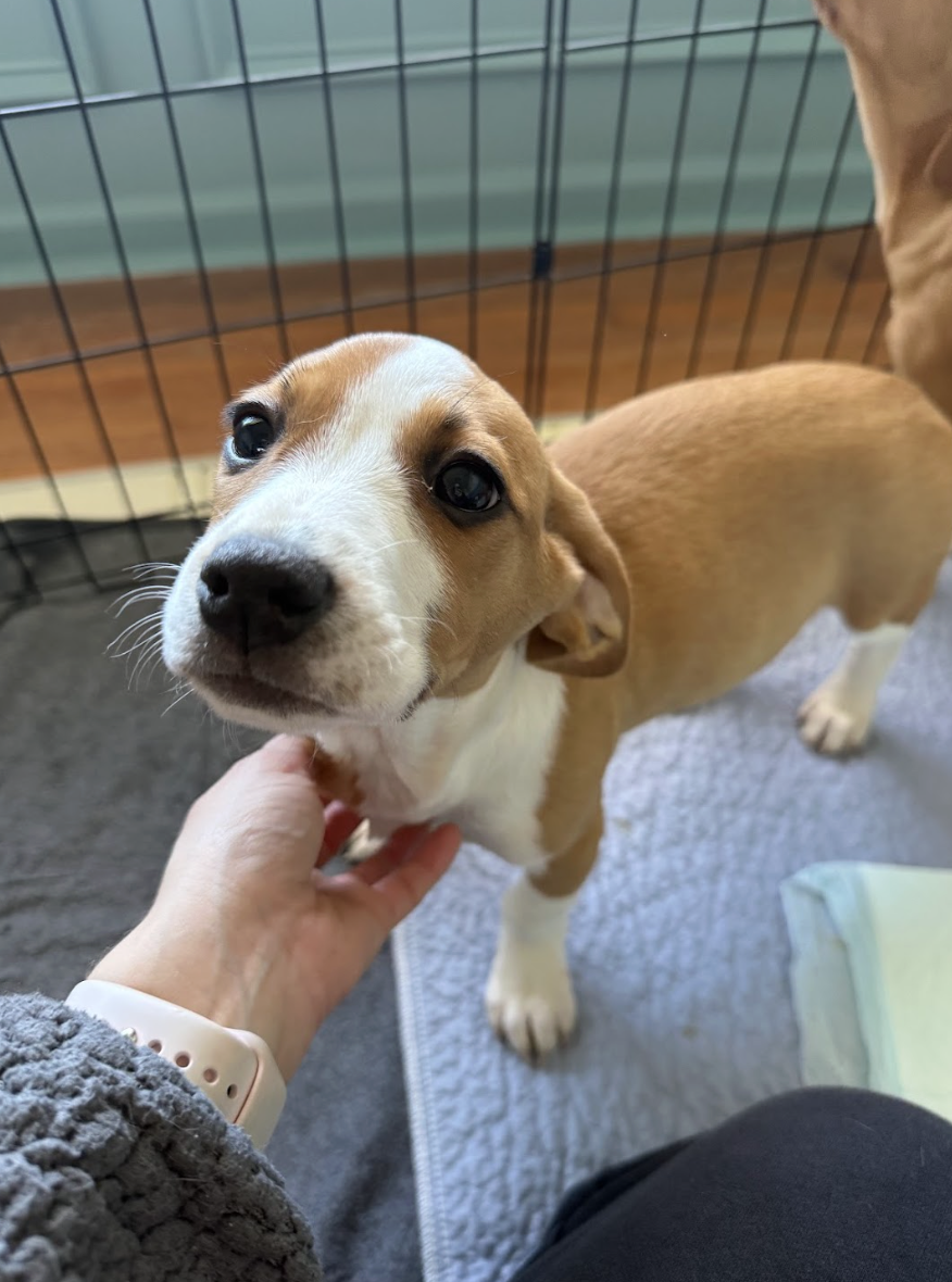 Screenshot 2026-01-29 at 12.11.28 PM.png