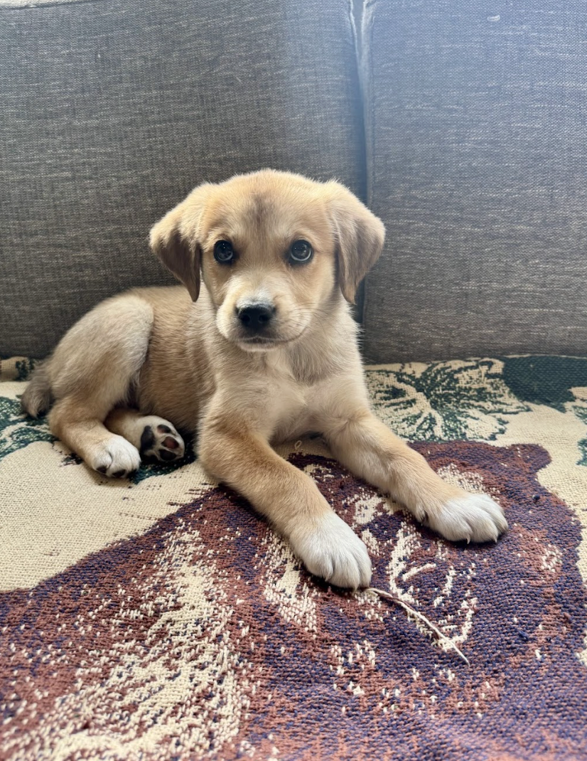 Screenshot 2026-04-16 at 4.56.11 PM.png