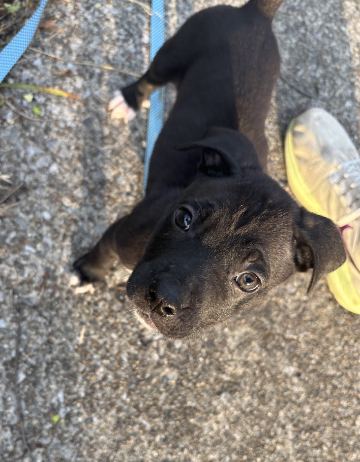 Screenshot 2026-04-03 at 2.01.51 PM.png