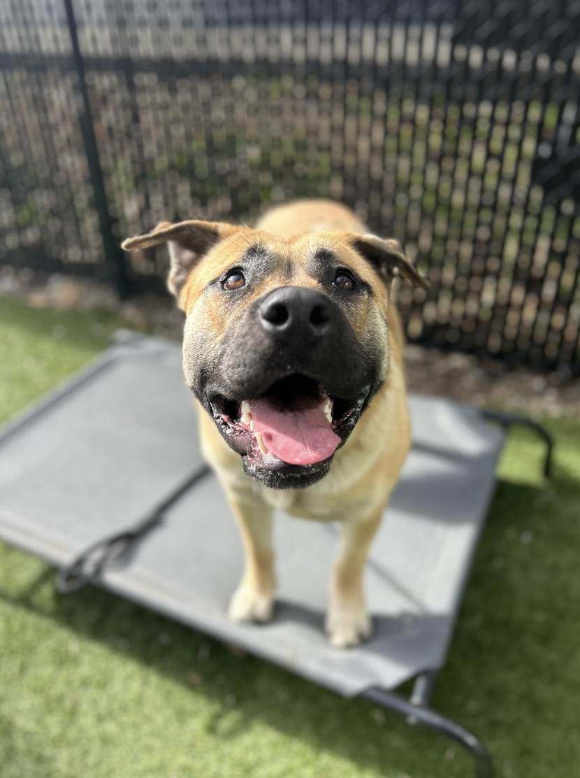 Screenshot 2026-02-12 at 4.47.01 PM.png