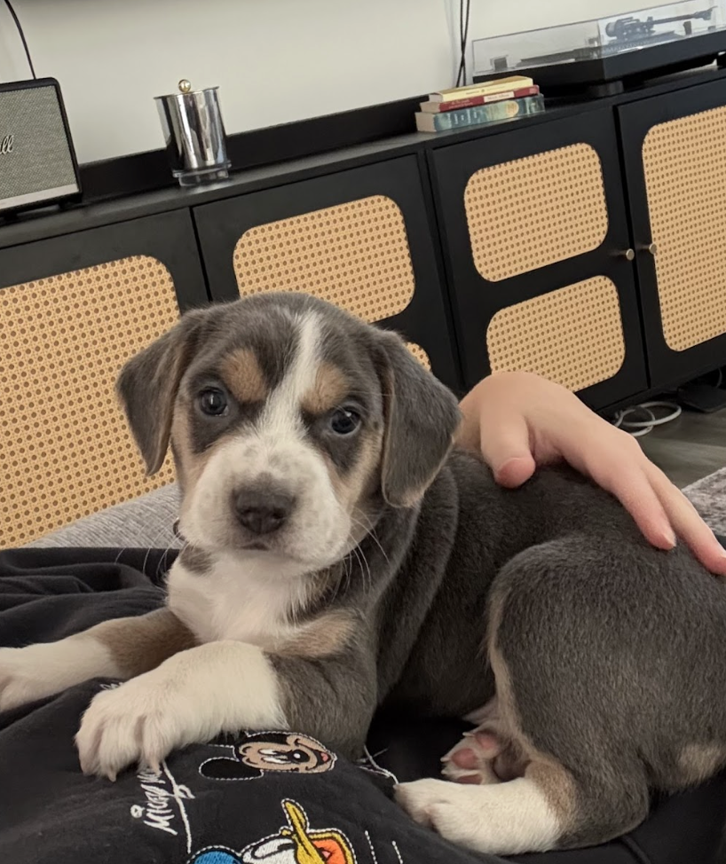 Screenshot 2026-02-21 at 4.41.56 PM.png