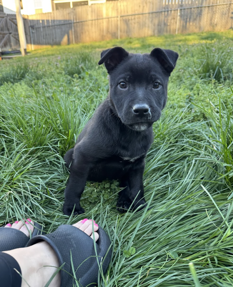 Screenshot 2026-04-08 at 3.26.17 PM.png