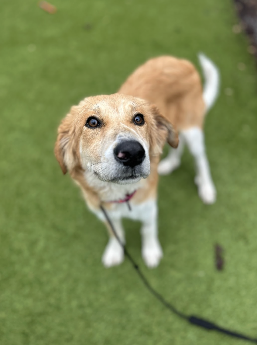 Screenshot 2025-12-18 at 1.38.04 PM.png