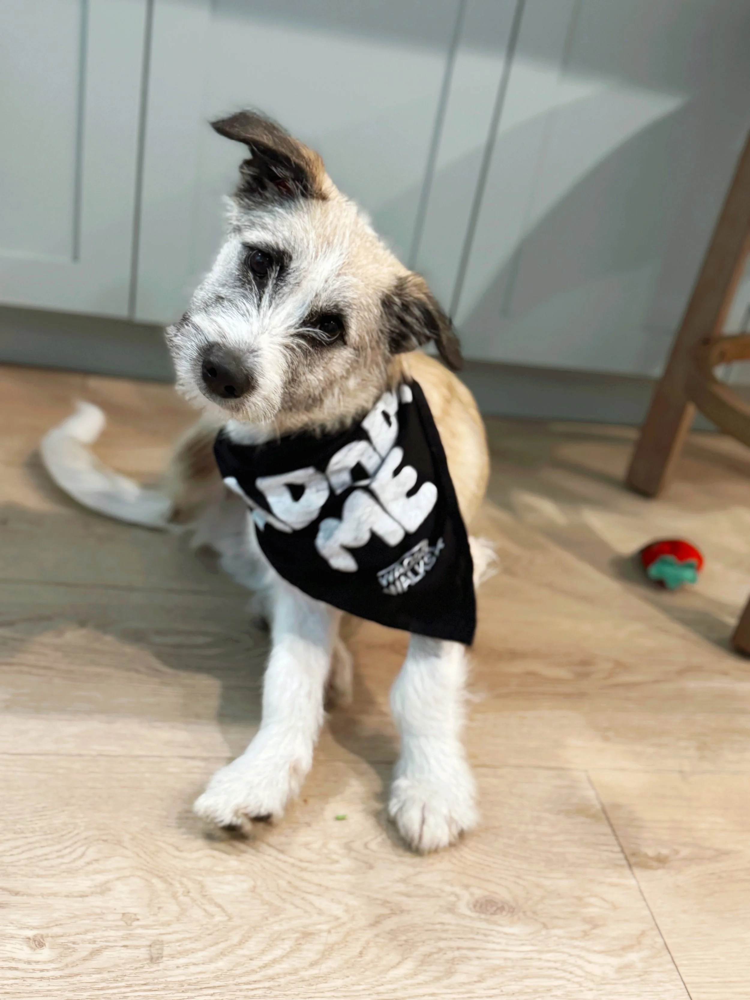 Terrier