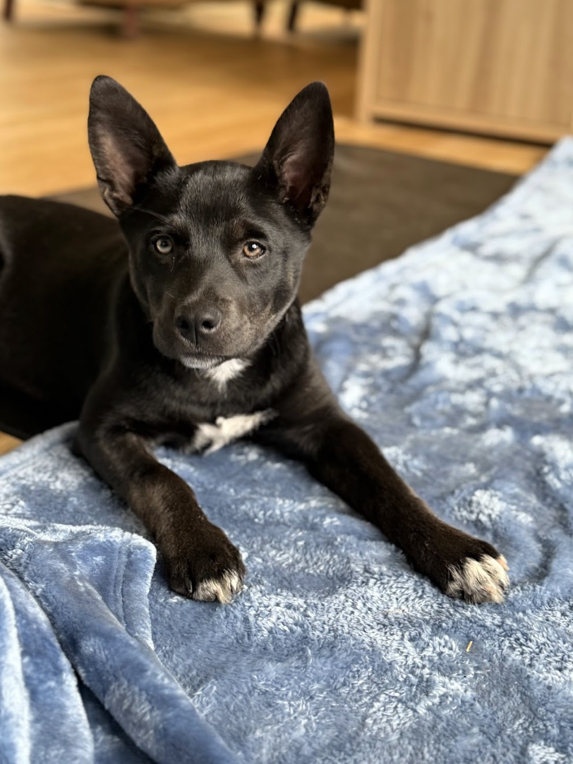 Screenshot 2026-03-12 at 3.33.06 PM.png