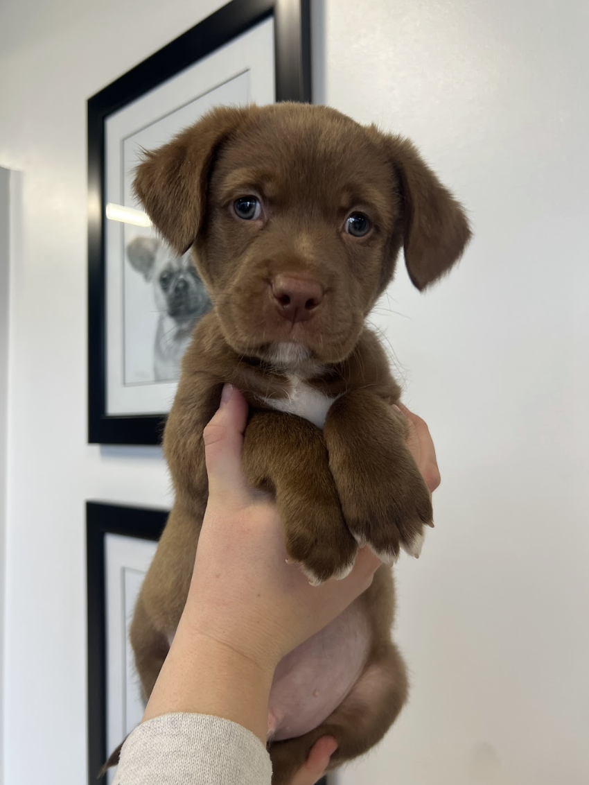 Screenshot 2026-02-14 at 5.48.34 PM.png