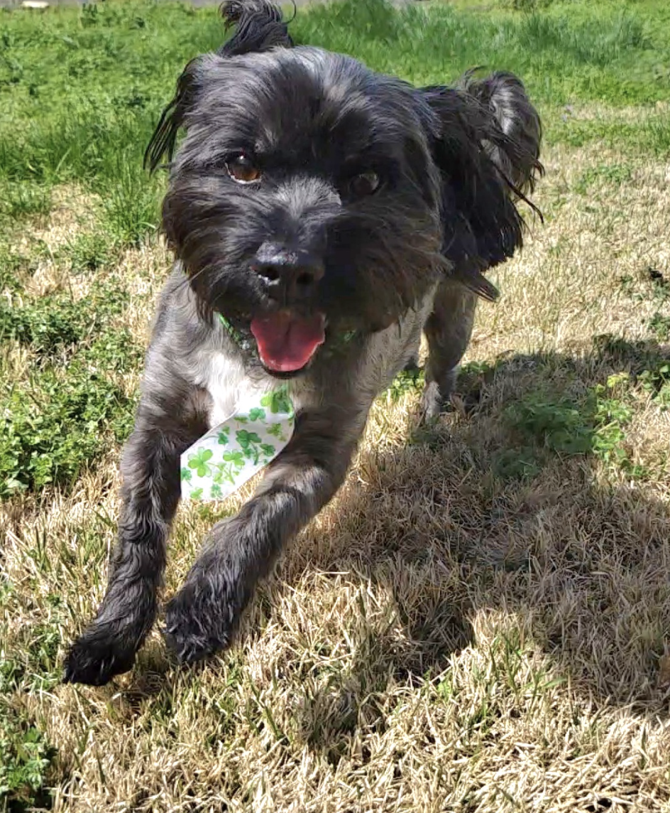 Screenshot 2026-03-17 at 5.05.19 PM.png