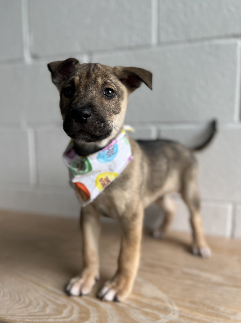 Screenshot 2026-01-30 at 8.07.01 PM.png